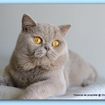 chat British Shorthair lilac Wictor French Chatterie Carbin
