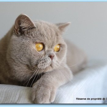 chat British Shorthair lilac Wictor French Chatterie Carbin