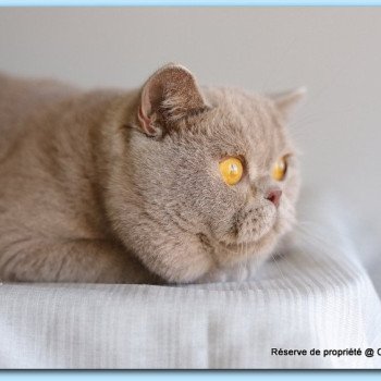 chat British Shorthair lilac Wictor French Chatterie Carbin