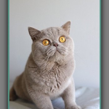 chat British Shorthair lilac Wictor French Chatterie Carbin