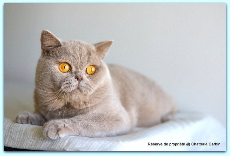 Wictor French CARBIN Mâle British Shorthair