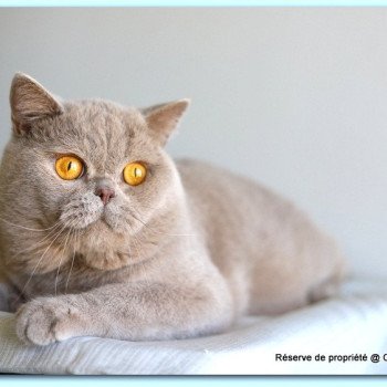 chat British Shorthair lilac Wictor French Chatterie Carbin