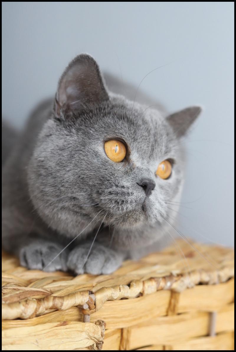 Winoka CARBIN Mâle British Shorthair