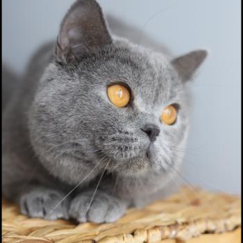 chat British Shorthair blue Winoka Chatterie Carbin