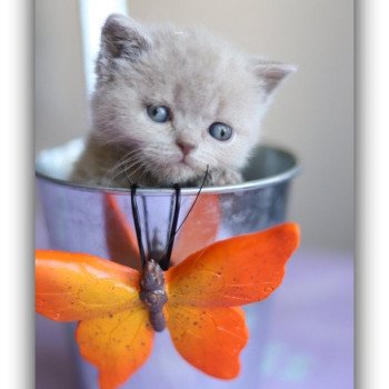 Chaton British Shorthair UDENCE ❤ THAÏS 2025 Chatterie CARBIN Chaton British Shorthair UDENCE ❤ THAÏS 2025 Chatterie CARBIN