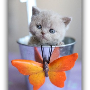 Chaton British Shorthair UDENCE ❤ THAÏS 2025 Chatterie CARBIN Chaton British Shorthair UDENCE ❤ THAÏS 2025 Chatterie CARBIN